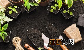 家里的花盆种植什么比较好 家中花盆种什么植物好