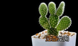 房子屋顶种什么植物风水好 屋顶花园种植什么植物风水好