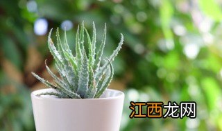 家中适合种什么香料植物 家中适合种什么香料植物呢