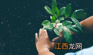 农村房子前面种什么花 农村房子前面种什么植物