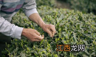 茶叶主要产地在哪里查 茶叶主要产地在哪里