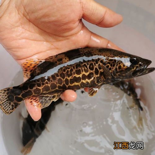 怎么做鱼感觉没有刺