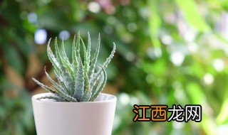 孕妇能种什么植物 孕妇能种什么植物吗