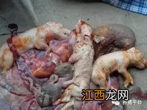 母猪死胎在肚子里多久能化