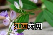 白屈菜的功效与作用