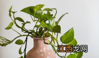 卧室摆放什么植物 卧室摆放什么植物有助于睡眠