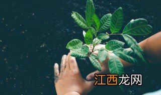 什么植物冬天能种，什么植物冬天能种出来