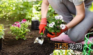 在家中不能种什么植物和花，在家中不能种什么植物和花树