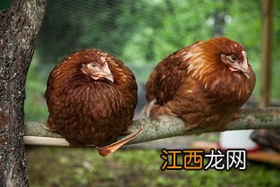 蛋鸡浓缩料料配方