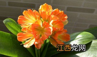 家里种什么植物能旺运 家中种什么植物旺财运