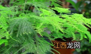 在家中种什么植物好种 在家中种什么植物好种几年级