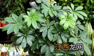 风水学家中种什么植物最好，家里最好种什么植物风水好