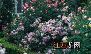 院子种什么植物能过冬呢，适合在院里种能过冬的植物