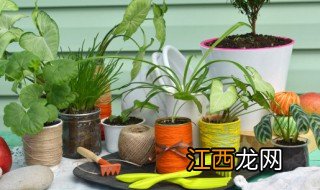 院子种什么植物能过冬呢 院子种什么植物能过冬