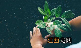 什么植物放在家里可以辟邪镇宅 家中种什么植物可辟邪