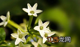 家中不宜种什么植物 家中不宜种什么植物风水好