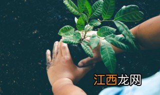 家中种什么植物辟邪最好 室内镇宅辟邪什么植物最好