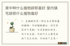 家中种什么植物辟邪最好 室内镇宅辟邪什么植物最好