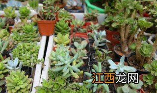 院子阴面能种什么植物呢 院子阴面能种什么植物