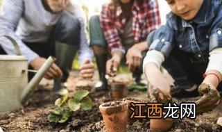 朝北庭院适合种啥花 朝北院子能种什么植物