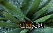 体验七个坊间盛传的控油秘方