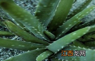 体验七个坊间盛传的控油秘方