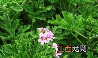 室内种什么植物能驱蚊 室内种什么植物可以驱蚊