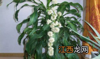 在家中可以种什么植物最好养 在家中可以种什么植物最好