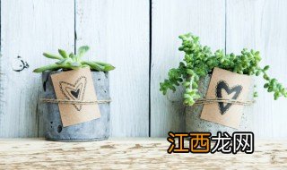 卧室摆放什么植物风水好 卧室摆放什么植物风水好好