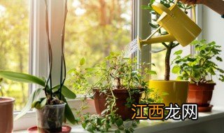 家中种什么植物旺财水培的 养什么水培植物旺财