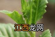 桃子酒的功效与作用