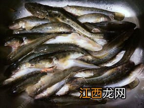 怎么做狗光鱼