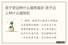 房子旁边种什么植物最好 房子边上种什么植物好