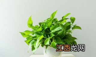 家中种什么植物能去甲醛 家中种什么植物能去甲醛最快