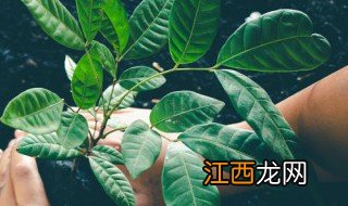 房子两边种什么植物好 风水房子两旁种什么植物好