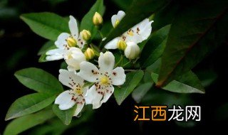 家里种什么植物能驱蚊子 房子种什么植物能驱蚊