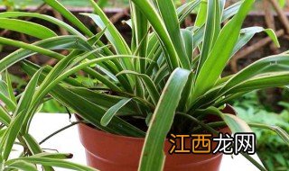 房子适合养什么植物 房子要种什么植物好