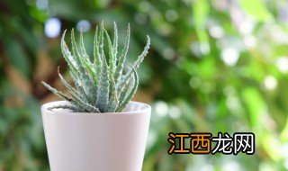 房间有味道种什么植物好 房子有味道种什么植物