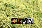 无根藤的功效与作用