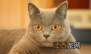 院子种什么植物能驱猫 院子种什么植物能驱猫病