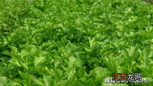 芹菜烂心烂根用什么药,是什么原因导致的