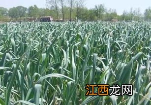 种一亩大蒜需要多少斤大蒜种子,大蒜种子是否需要浸泡后种植