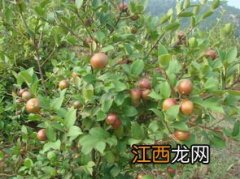 油茶树杀虫用什么药，油茶树用什么肥料比较好