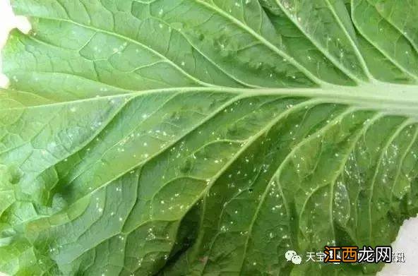 大白菜病害图片与用药