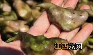 菱角的主产地是哪里 菱角主要产地是哪里