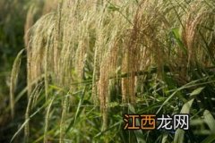 水稻拔节期是几月份，拔节期施什么肥好