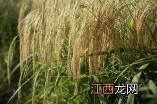 水稻拔节期是几月份,拔节期施什么肥好