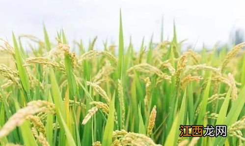 水稻拔节期是几月份,拔节期施什么肥好