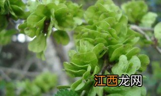 榆树发芽能种什么植物视频 榆树发芽能种什么植物