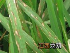 防治稻瘟病特效农药，稻瘟灵的作用与用途